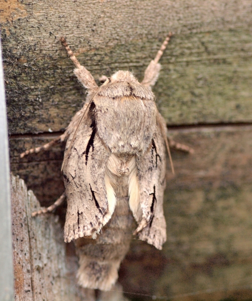 Aiuto Id. - Acronicta sp., Noctuidae